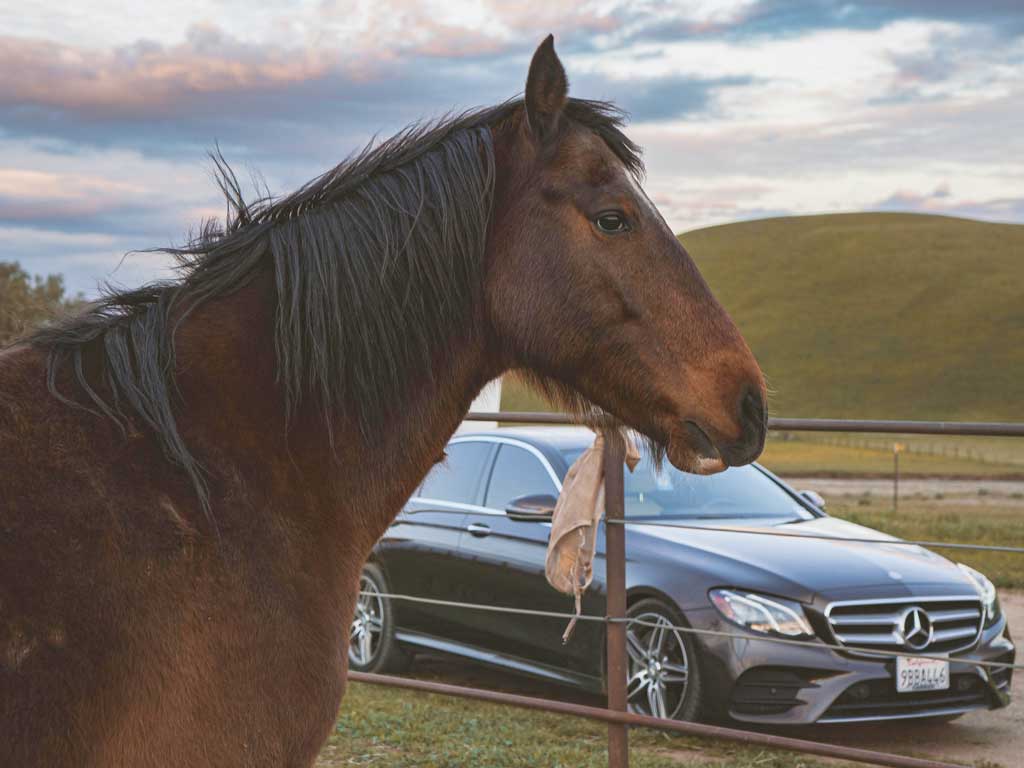From Horses to Horsepower: How the Drive Shaft Revolutionised Transportation